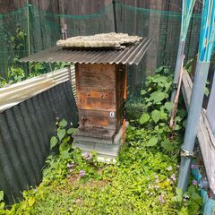 ニホンミツバチの群れお譲りします　2024　すぐにお渡しできます ニホンミツバチの群れお譲りします 2024 すぐにお渡しできます