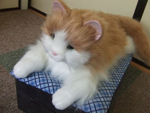 猫のぬいぐるみ