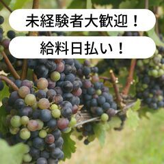 【日払い】愛媛県西条市丹原町にてブドウの摘粒作業のお仕事！…