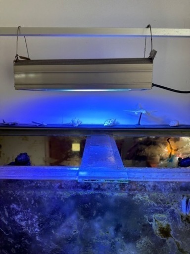 水槽・海水魚\n