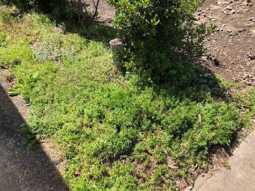 芝桜　庭一面芝桜で埋め尽くしてみませんか