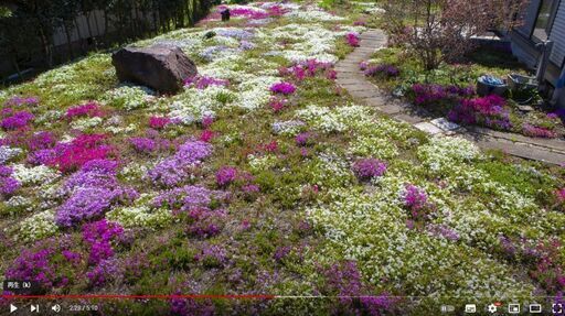 芝桜　庭一面芝桜で埋め尽くしてみませんか