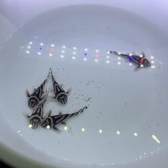 🦓インペリアルゼブラプレコ🦓