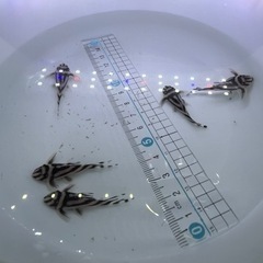 🦓インペリアルゼブラプレコ🦓