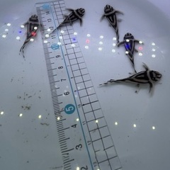 🦓インペリアルゼブラプレコ🦓