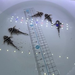 🦓インペリアルゼブラプレコ🦓