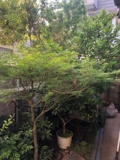 もみじ　かえで　火鉢　植木　ガーデニング