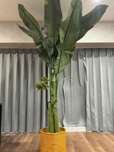 バナナの木 観葉植物\n