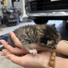 【里親様決まりました】生後10日程の子猫 - 猫