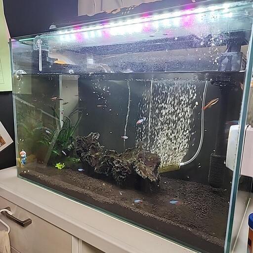 60cm 水槽 ろ過装置 LED照明 エアー セット