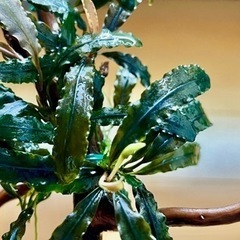 レア水草【ブセspピンクバリエガータ】〜流木活着3株〜バラ売りご