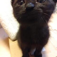 ２ヶ月かわいい黒猫ちゃん