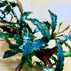 レア水草【ブセspピンクバリエガータ】〜流木活着3株〜バラ売りご希望の方はメッセージを！ レア水草【ブセspピンクバリエガータ】〜流木活着3株〜バラ売りご