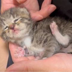 【里親様決まりました】生後10日程の子猫の画像