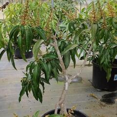 マンゴー　(ケント)　熱帯果樹