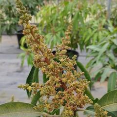 マンゴー　(ケント)　熱帯果樹