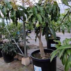 マンゴー　ナムドクマイ　熱帯果樹