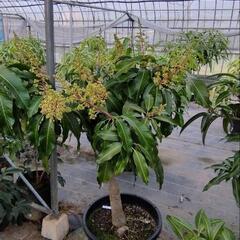 マンゴー　ナムドクマイ　熱帯果樹　3