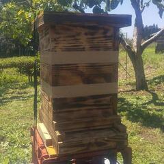 日本ミツバチ分峰群値引交渉可 日本ミツバチ分峰群値引交渉可