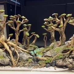 水槽用　レイアウト　アクアリウム 