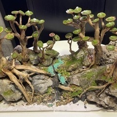 水槽用　レイアウト　アクアリウム 