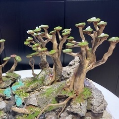 水槽用　レイアウト　アクアリウム 