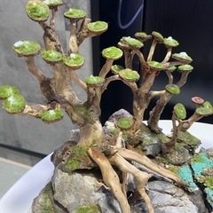 水槽用　レイアウト　アクアリウム 