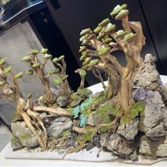 水槽用　レイアウト　アクアリウム 