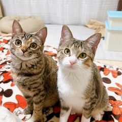 里親募集　約一歳の保護猫メス2匹　2匹で迎えてくださる方