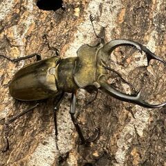 【WD】《ノビリスミヤマ 60mm ペア》