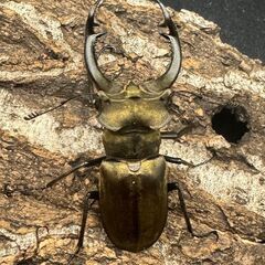 【WD】《ノビリスミヤマ 60mm ペア》