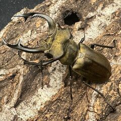 【WD】《ノビリスミヤマ 60mm ペア》