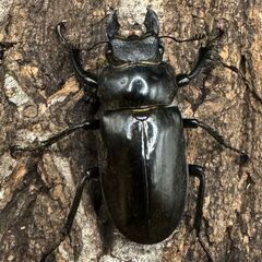 【WD】《ノビリスミヤマ 60mm ペア》