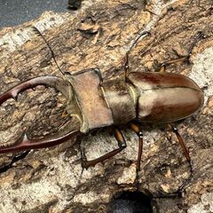 ミヤマクワガタの中古が安い！激安で譲ります・無料であげます(15  