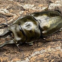 【F0】《ローゼンベルグオウゴンオニ 71mm ペア》