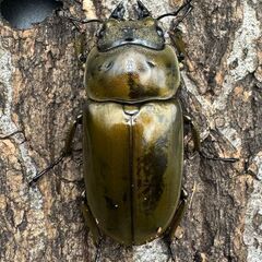 【F0】《ローゼンベルグオウゴンオニ 71mm ペア》