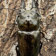 【F0】《ローゼンベルグオウゴンオニ 71mm ペア》