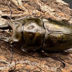 【F0】《ローゼンベルグオウゴンオニ 71mm ペア》