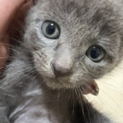 【再募集】生後1ヶ月の仔猫の里親募集 − 兵庫県