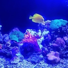 海水魚サンゴ水槽