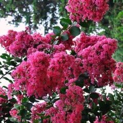 真夏の貴重なサルスベリの花　（苗）濃いピンク