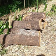 楢などの広葉樹