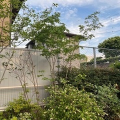 アオダモ　2.5m  鉢植え