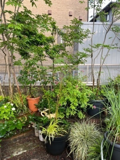 植木　庭木