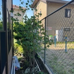 マルバの木　
植木　庭木 