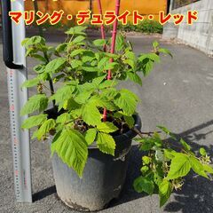 ラズベリー　鉢植え　マリング・デュライト・レッド