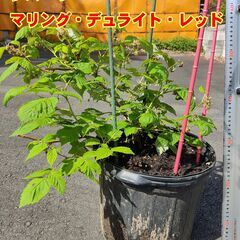 ラズベリー　鉢植え　マリング・デュライト・レッド