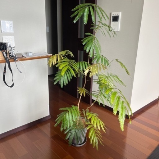 エバーフレッシュ　　植木鉢
