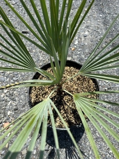 ブラヘアアルマータ ブラヘアアルマータ シルバーブルーリーフ 送料