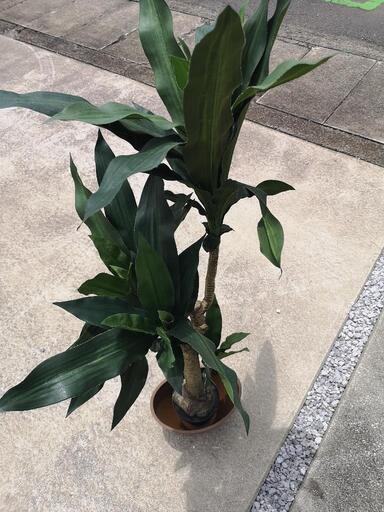 フェイク植物